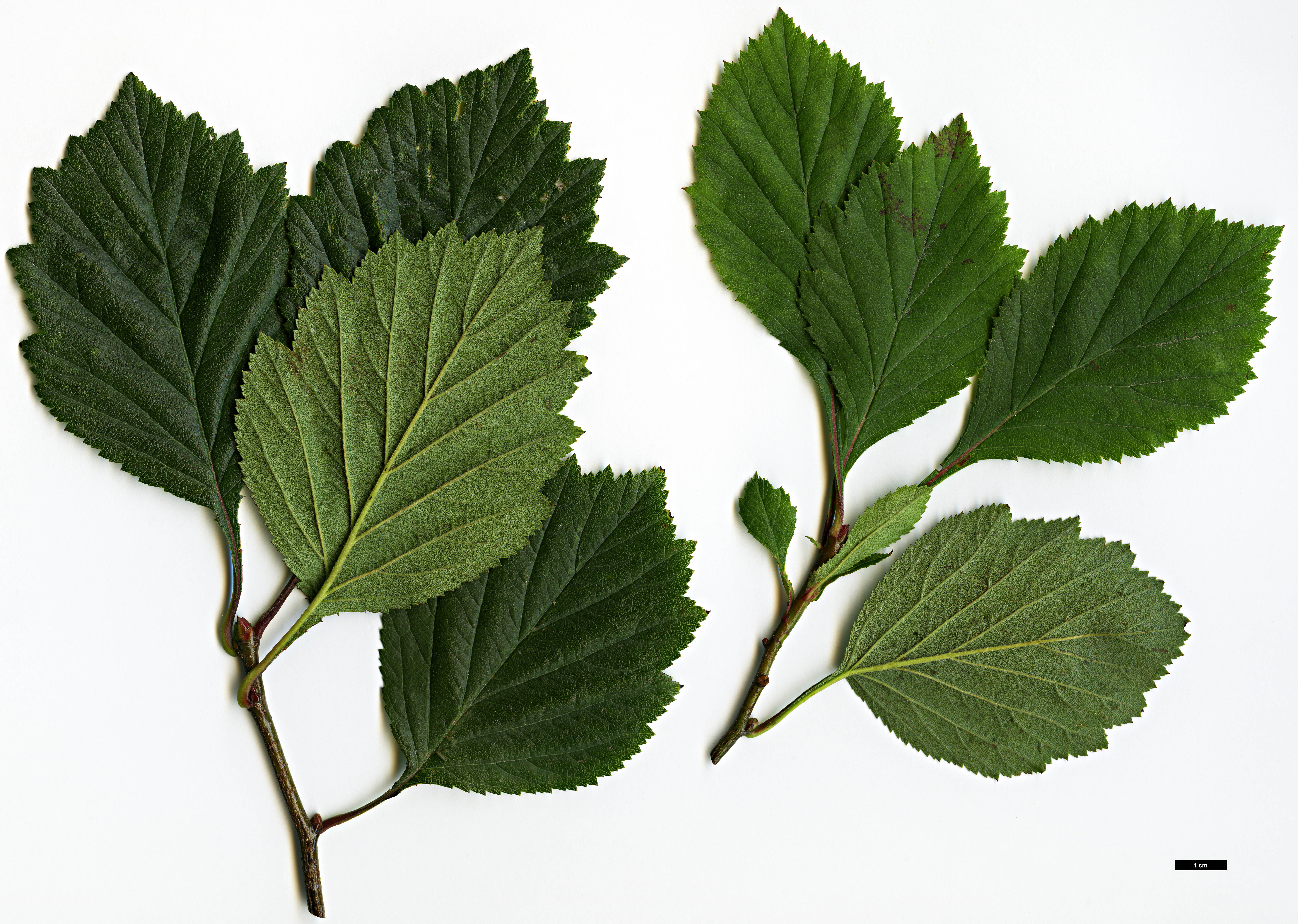 High resolution image: Family: Rosaceae - Genus: Crataegus - Taxon: collina × C.mollis High resolution image: Family: Rosaceae - Genus: Crataegus - Taxon: collina × C.mollis